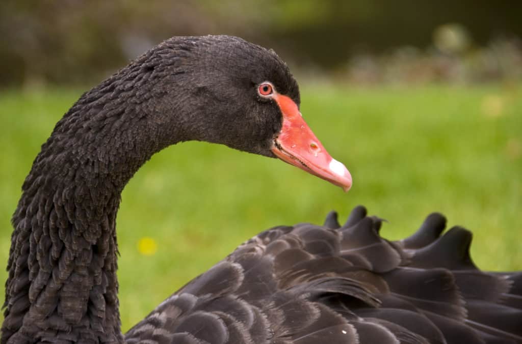 Schwarze Schwäne